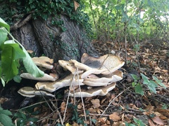 Bondarzewiaceae