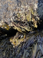 Fucus