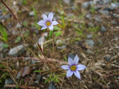 Sisyrinchium micranthum