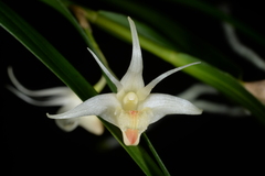 Dendrobium somae