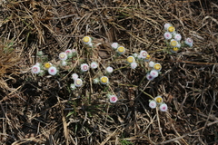 Helichrysum argyrosphaerum