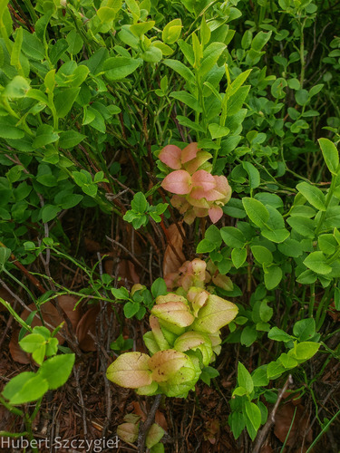 Exobasidium aequale