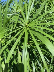 Cyperus
