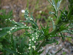 Artemisia gmelinii