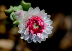Helichrysum argyrosphaerum