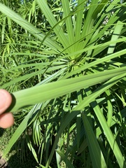 Cyperus