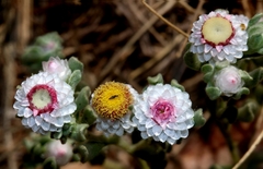 Helichrysum argyrosphaerum