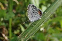 Everes lacturnus