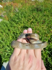 Lycodonomorphus inornatus