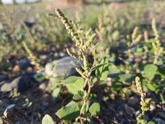 Chenopodium acuminatum