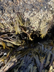 Fucus