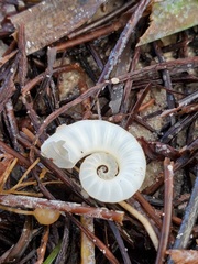 Spirula spirula