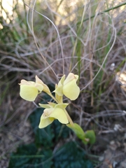 Pterygodium catholicum