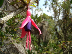 Fuchsia regia