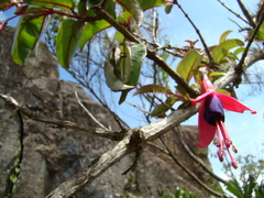 Fuchsia regia