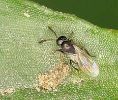 Encyrtidae