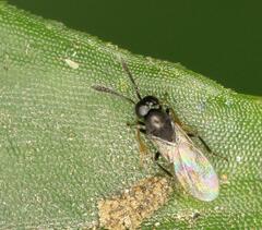 Encyrtidae