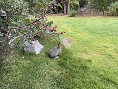 Lepus americanus