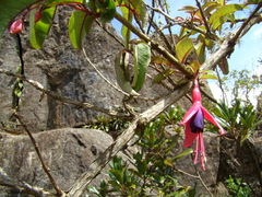 Fuchsia regia