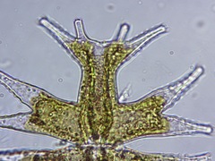 Micrasterias mahabuleshwarensis