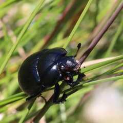 Anoplotrupes stercorosus