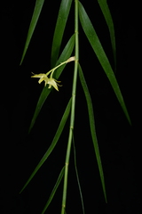 Dendrobium blanche-amesiae