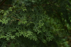 Calocedrus formosana