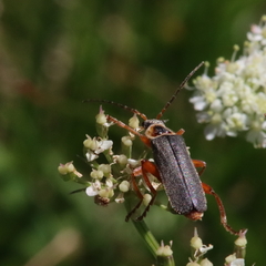 Cantharis nigricans