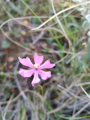 Ixia micrandra