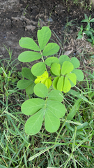 Senna obtusifolia