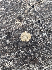 Protoparmeliopsis muralis