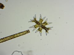 Micrasterias mahabuleshwarensis