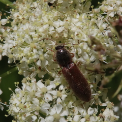 Athous haemorrhoidalis