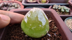 Aizoaceae