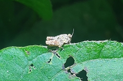 Orthoptera