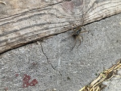 Lycosinae