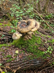 Cerioporus squamosus