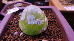 Aizoaceae