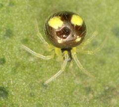 Theridula