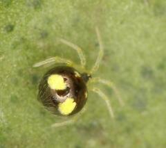 Theridula