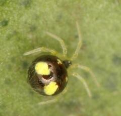 Theridula