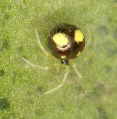 Theridula