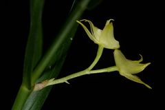 Dendrobium blanche-amesiae