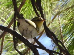 Phylloscopus sibilatrix