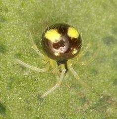 Theridula