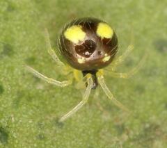 Theridula
