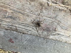 Lycosinae