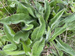 Pilosella aurantiaca