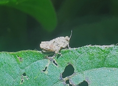 Orthoptera