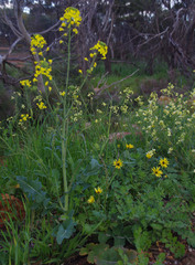 Brassica napus